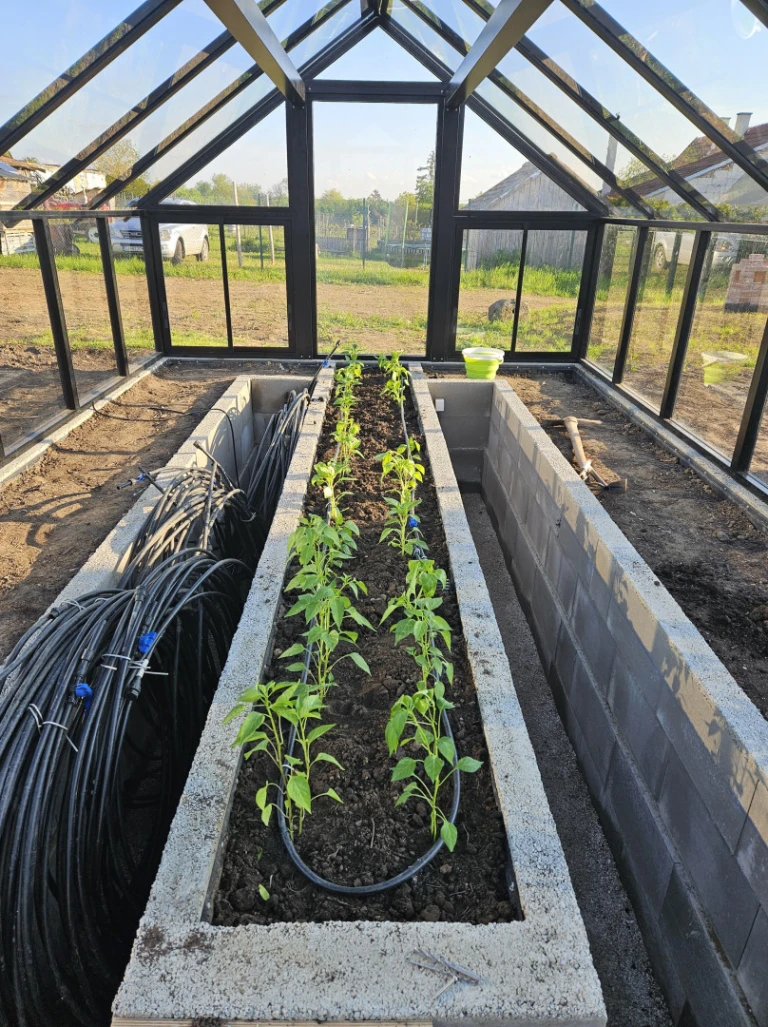 Intérieur d'une serre moderne où sont plantés des plants de poivrons dans des plates-bandes surélevées en béton équipées d'un système d'irrigation goutte à goutte.